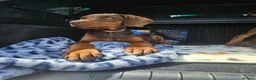 Dobermann dogs for sale: 🐕🐾 KC'D Superb little Girl Ready Now! 🏆 🐾 - Advert 24