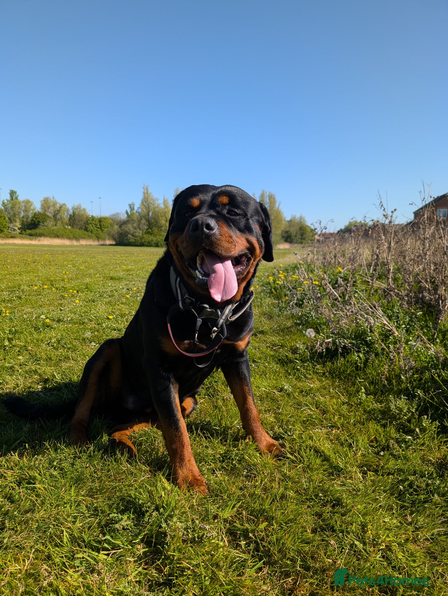 Rottweiler dogs Proven big boy ready for stud - Advert 2
