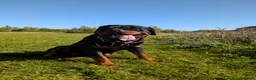 Rottweiler dogs for stud: KC register proven boy - Advert 3