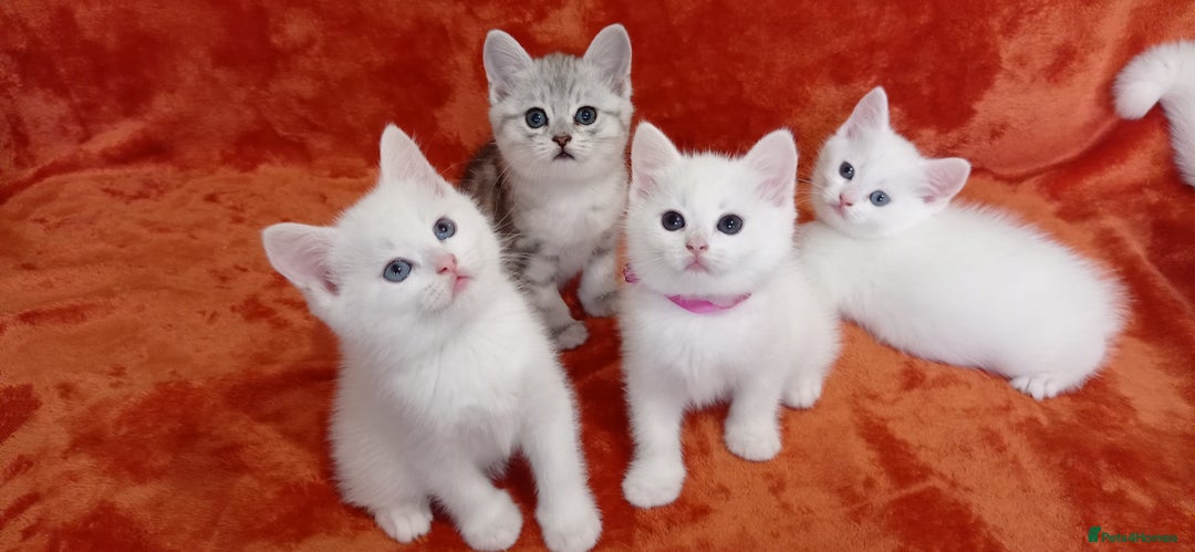 British Shorthair cats for sale: British shorthair Ragdoll mix - Advert 4