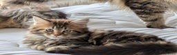 Maine Coon cats for sale: Stunning chocolate tabby kittens  - Advert 10