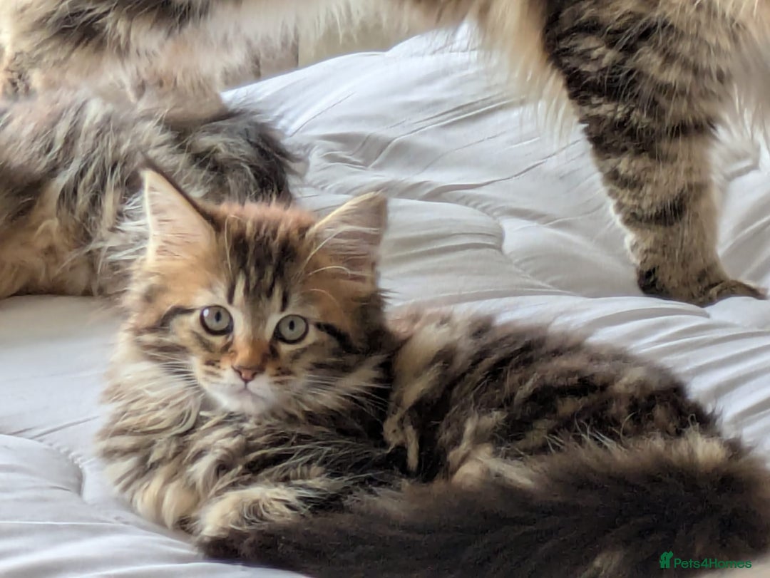 Maine Coon cats for sale: Stunning chocolate tabby kittens  - Advert 10