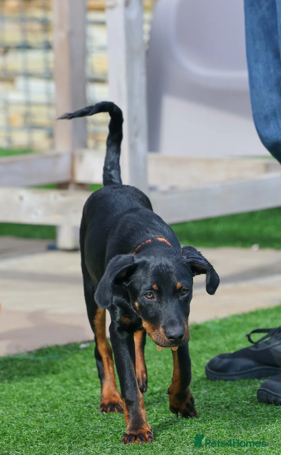 Mixed Breed dogs for adoption: Lovely Little Lotus - Advert 1