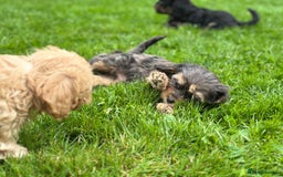 Cavapoo dogs for sale: Top Class Cavapoo pups double vaccinated! - Image 34
