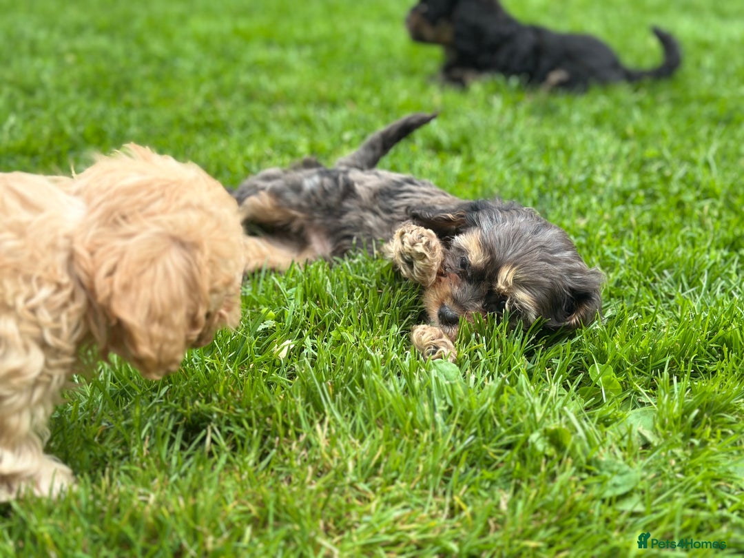 Cavapoo dogs for sale: Top Class Cavapoo pups double vaccinated! - Image 34