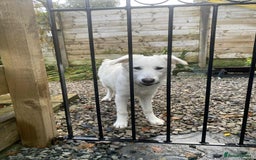 Mixed Breed dogs for adoption: Adorable Abbie is still Looking for Love 🐾 - Image 13