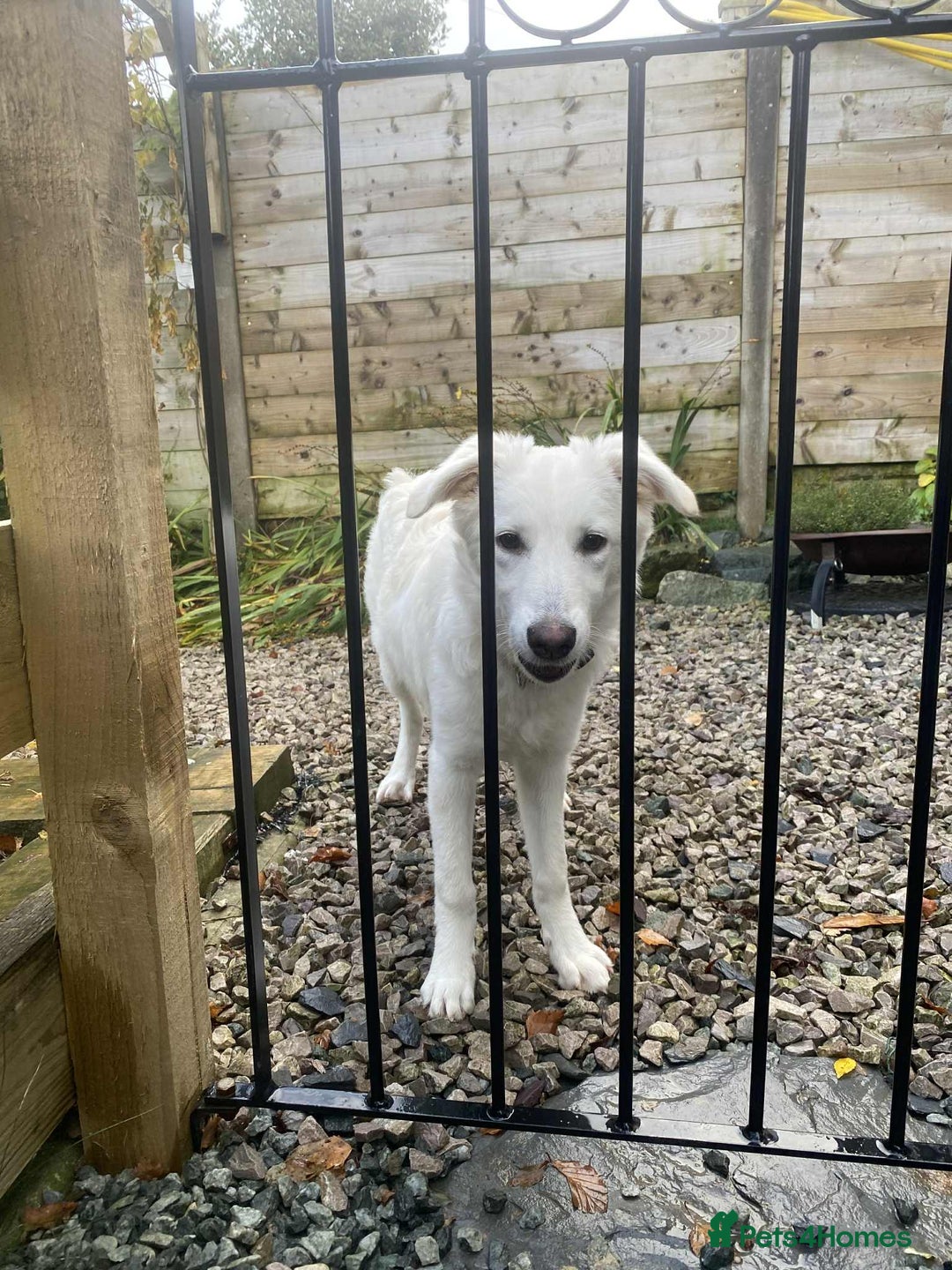 Mixed Breed dogs for adoption: Adorable Abbie is still Looking for Love 🐾 - Image 13