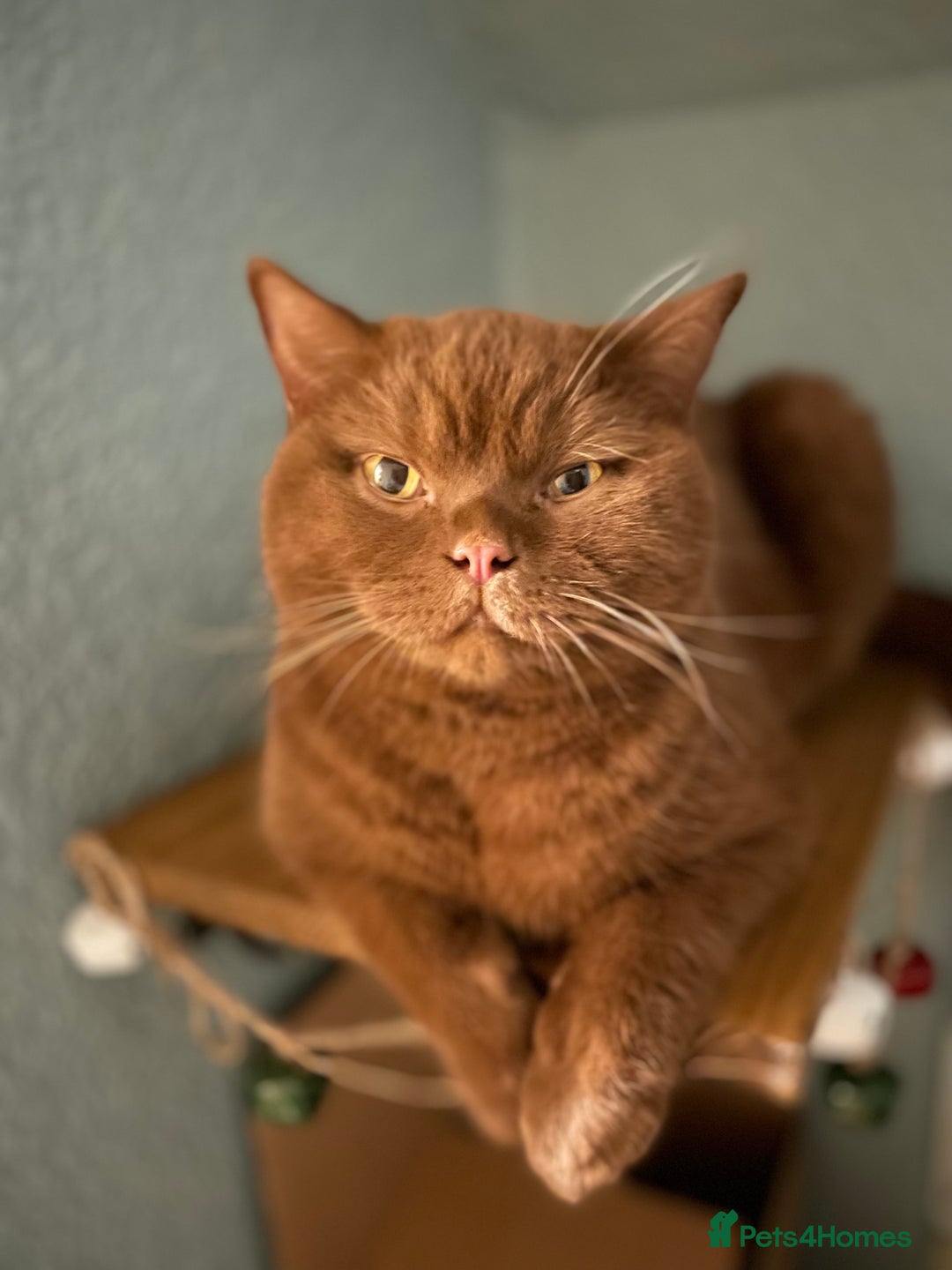 British Shorthair cats for sale: Brown British Shorthair pedigree - Image 1