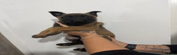 Belgian Shepherd Dog dogs for sale: Belgian Mali Pups - Advert 6