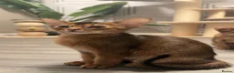 Abyssinian cats for sale: Champion line  - Advert 4