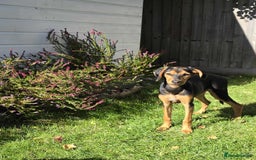 Mixed Breed dogs for adoption: Rosie Bud adorable puppy - Image 7