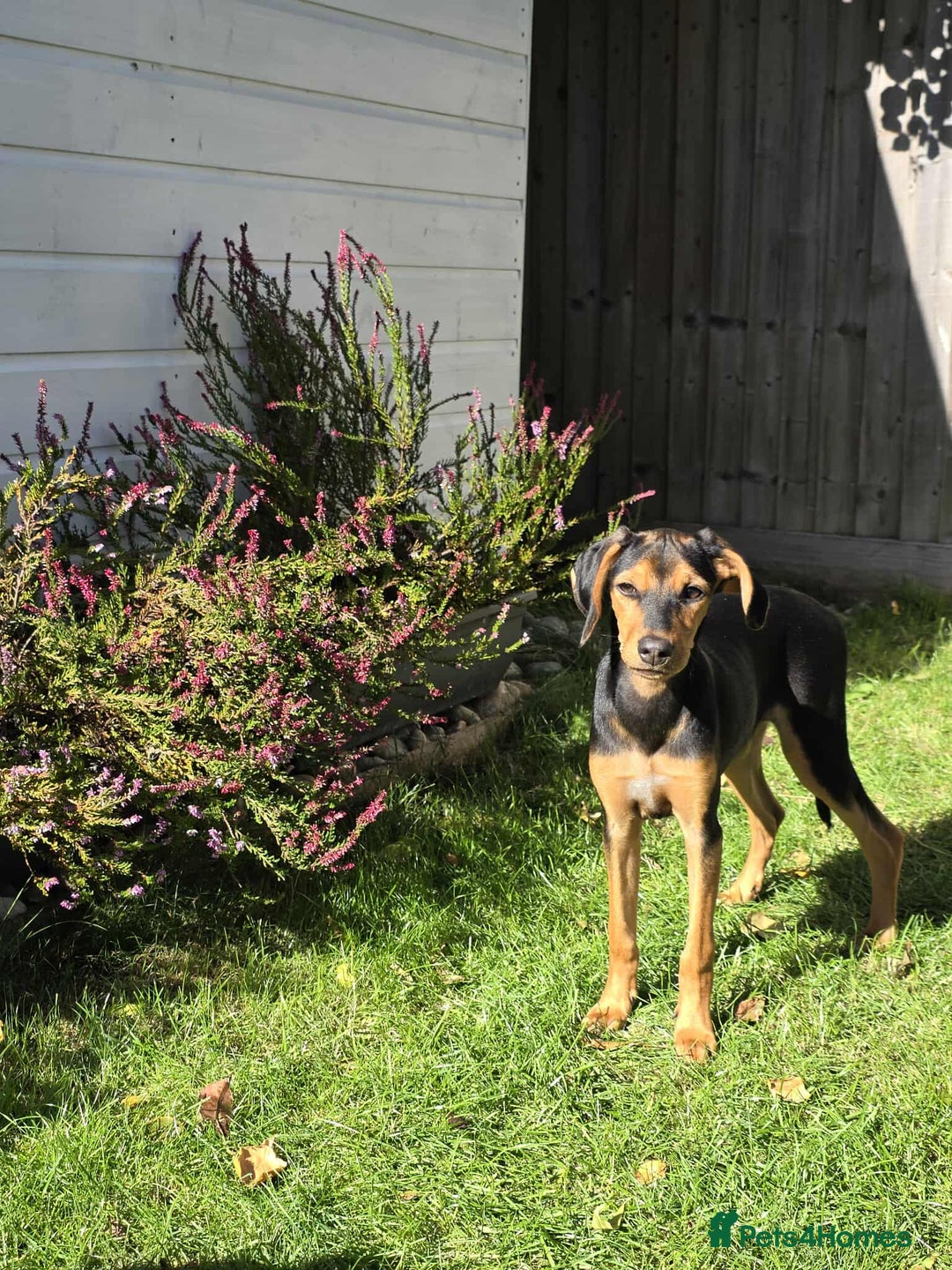 Mixed Breed dogs for adoption: Rosie Bud adorable puppy - Image 7