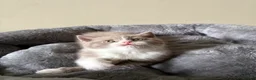 British Shorthair cats for sale: British Shorthair Kittens for Sale - Advert 30