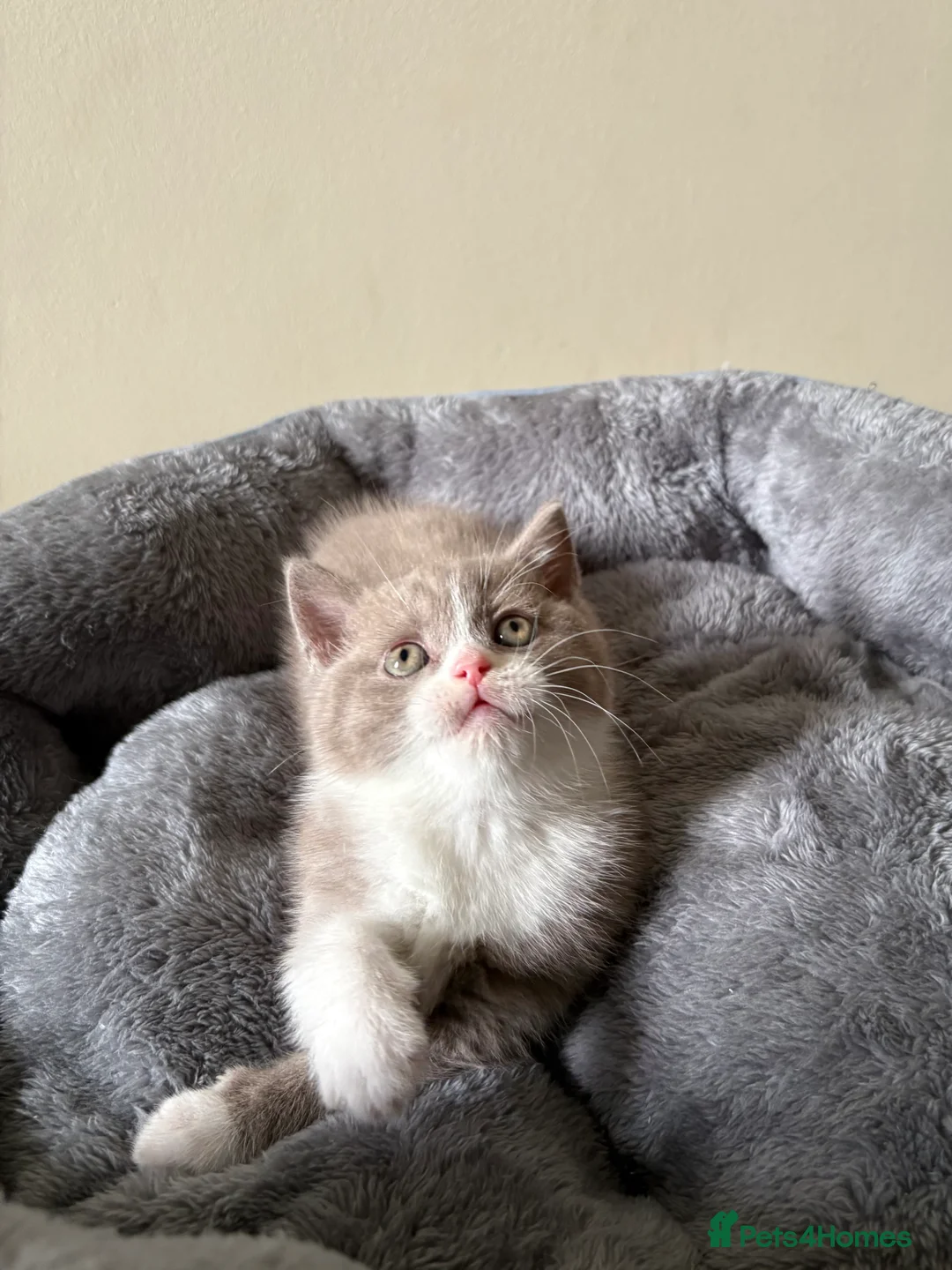 British Shorthair cats for sale: British Shorthair Kittens for Sale - Advert 30