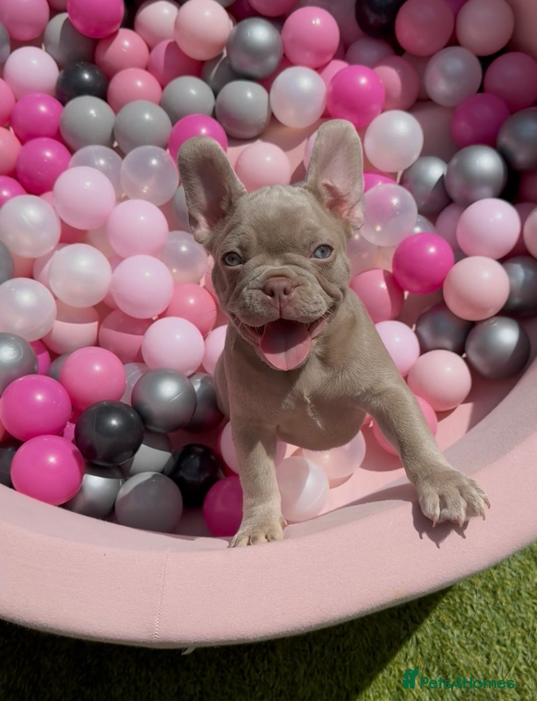 French Bulldog dogs for sale: Outstanding Isabella & Rojo French Bulldog puppies - Image 35