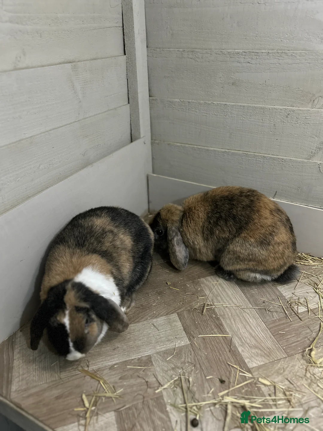 Mixed Breed rabbits for sale:  female rabbit pair  - Advert 3