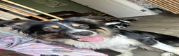 Border Collie dogs for sale: Border collie puppies.  in Faversham - Advert 4