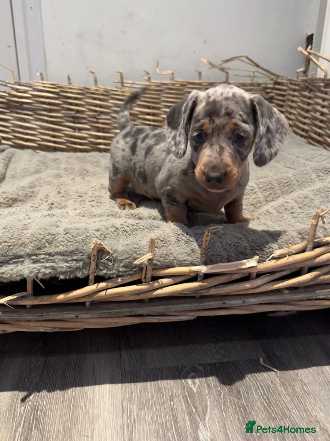 Dachshund dogs for sale: Beautiful Blue & Tan Dapple Girl  - Image 5
