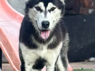 Siberian Husky dogs Female Huskey - Advert 14
