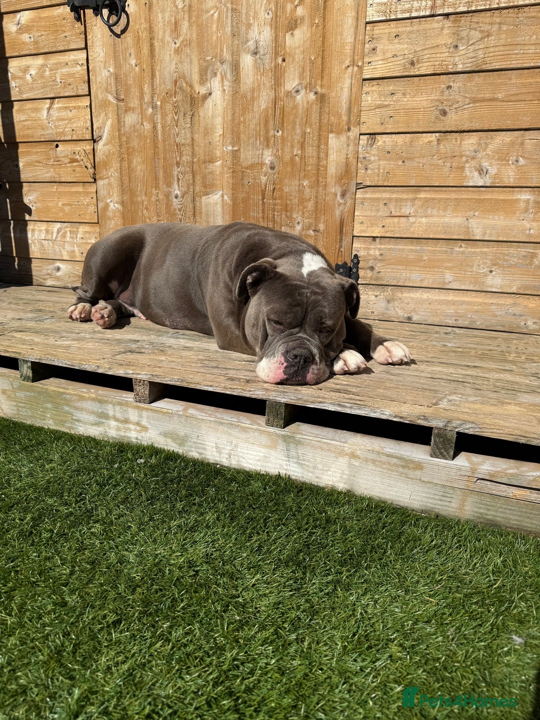 Olde English Bulldogge dogs for sale: Olde English bulldog - Image 2