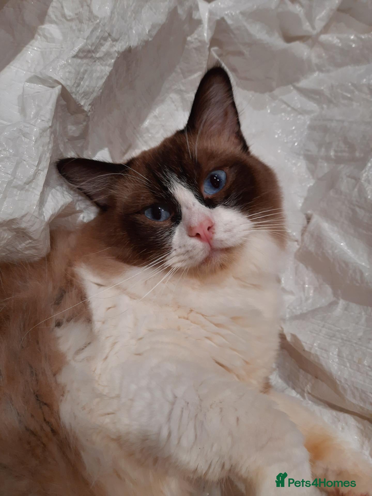 Ragdoll cats ACTIVE Ragdoll Proven Male GCCF & TICA Bi-Colour  - Advert 2