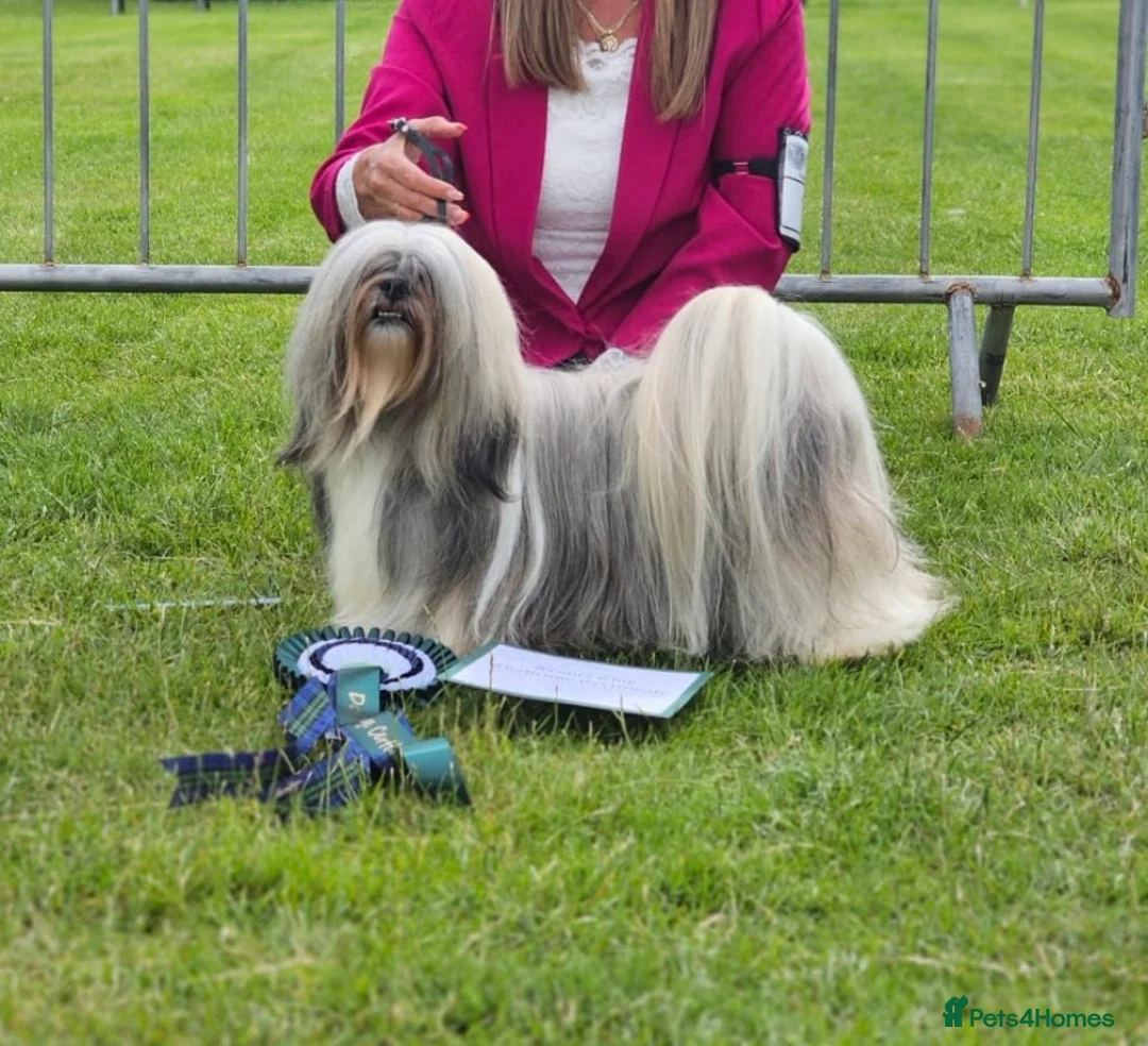 Lhasa Apso dogs for stud: KC Reg, Lhasa Apso Stud - Advert 5