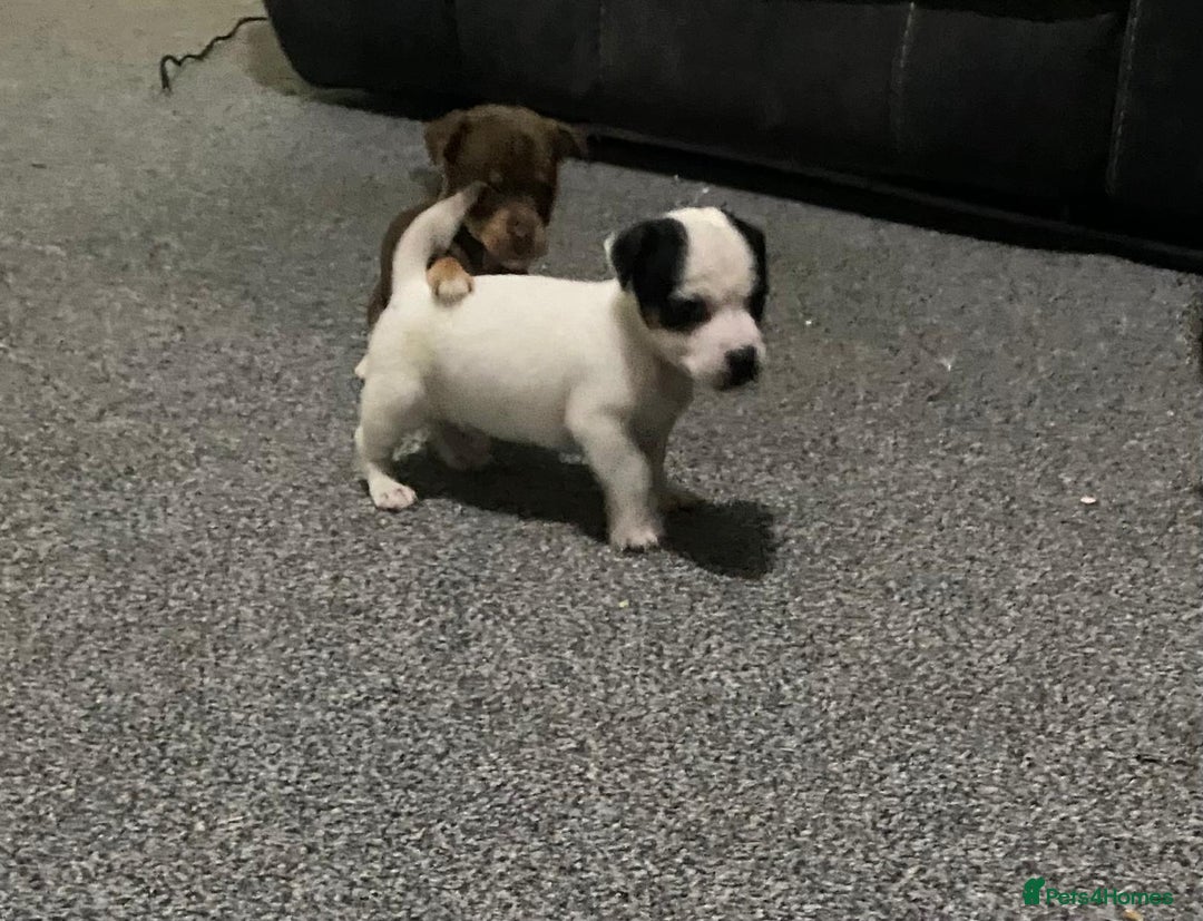 Chihuahua dogs for sale: Beautiful chihuahua puppies for sale  - Advert 15