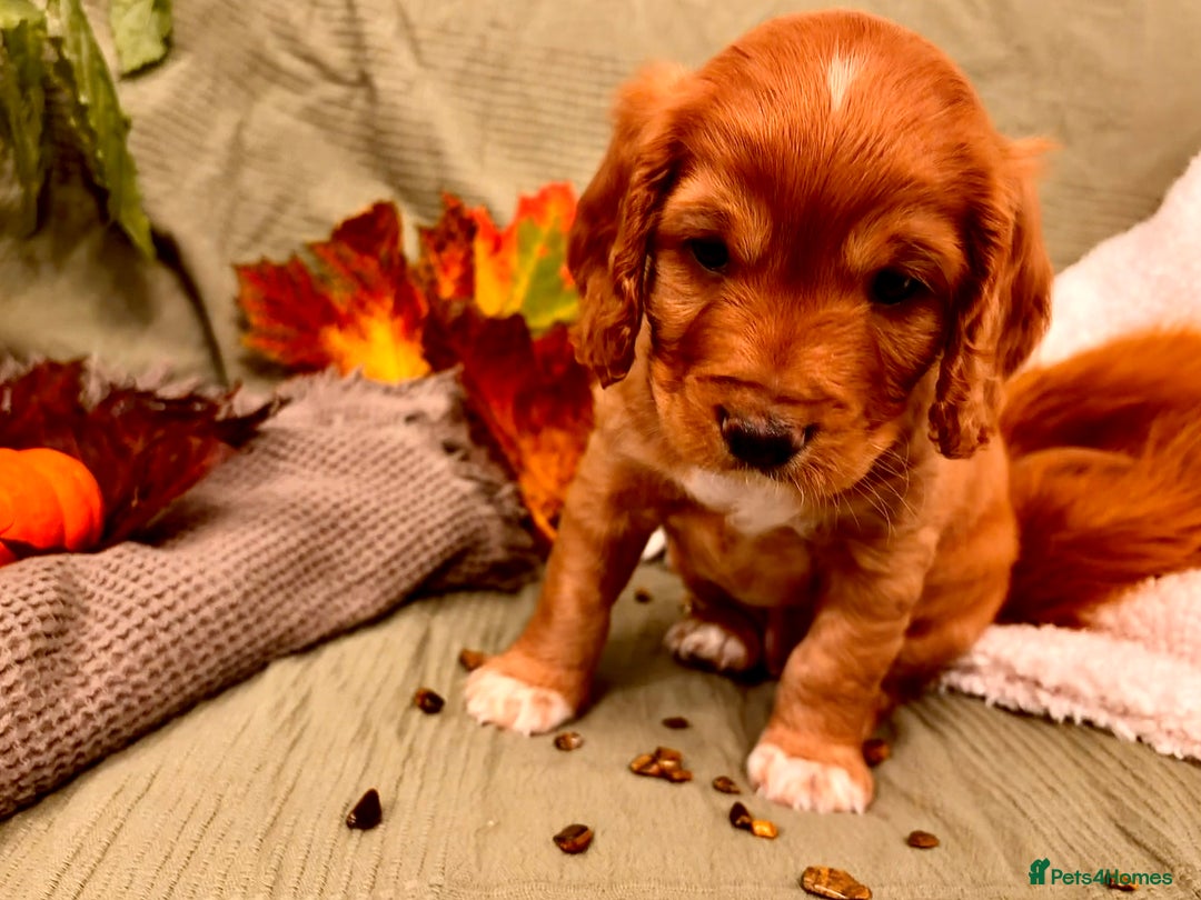 Mixed Breed dogs for sale: Cockapoo/Cavapoo Mix Puppies Available 10 Nov 25 - Image 9