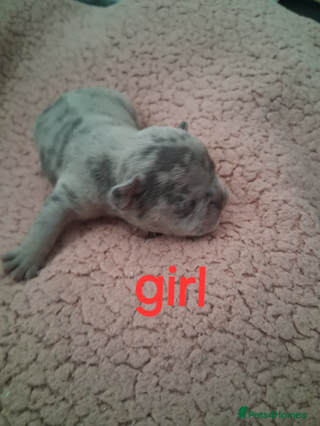 French Bulldog dogs for sale: 8 French bulldog puppies  - Image 5