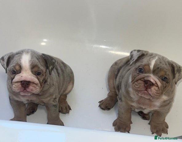 English Bulldog dogs - Advert 9