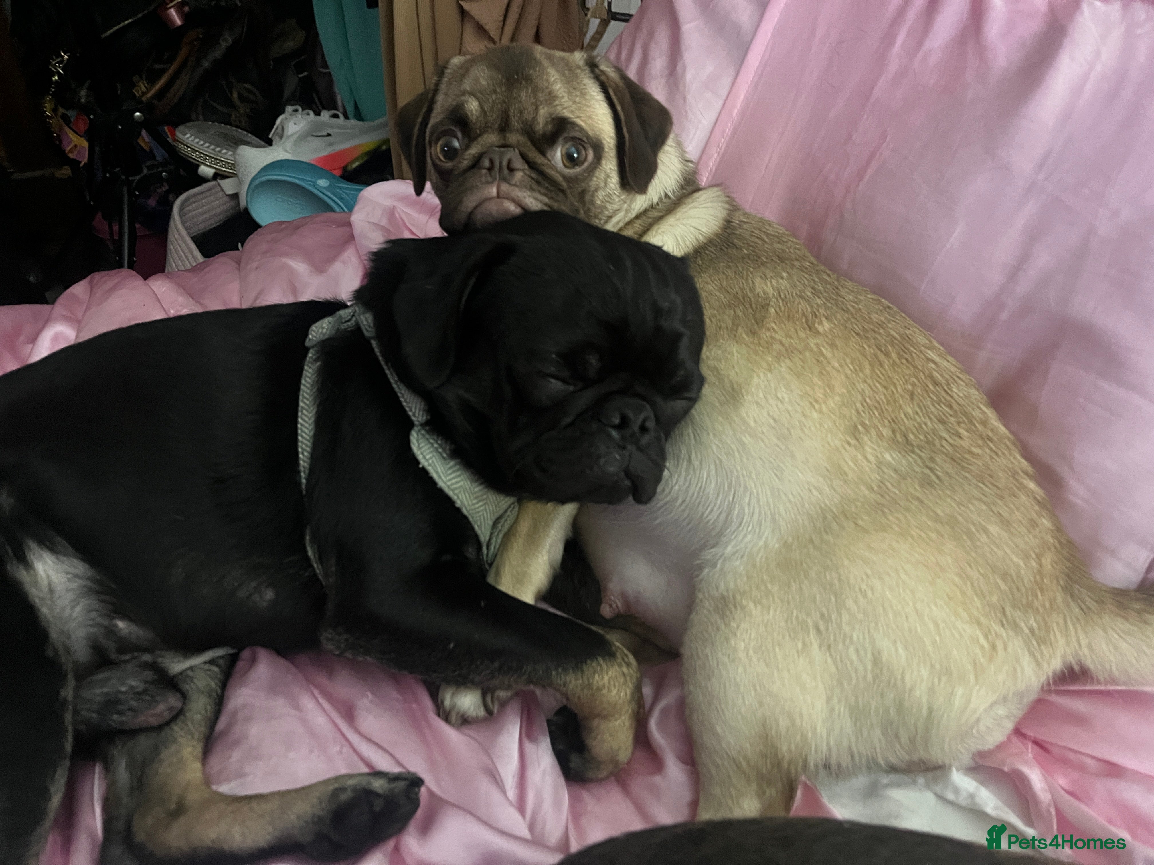 Pug dogs Our new batch are due this weekend  - Advert 5