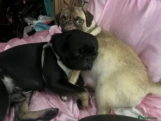 Pug dogs Our new batch are due this weekend - Advert 5