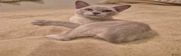Burmese cats for sale: Pedigree Lilac Male Burmese Kitten - Advert 4