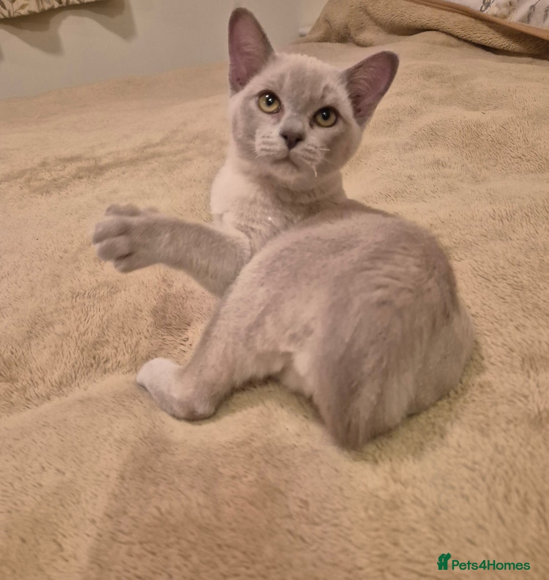 Burmese cats for sale: Pedigree Lilac Male Burmese Kitten - Advert 4