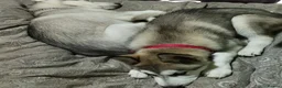 Siberian Husky dogs for sale: Stunning Siberian Husky Puppies – Blue Eyes - Advert 3