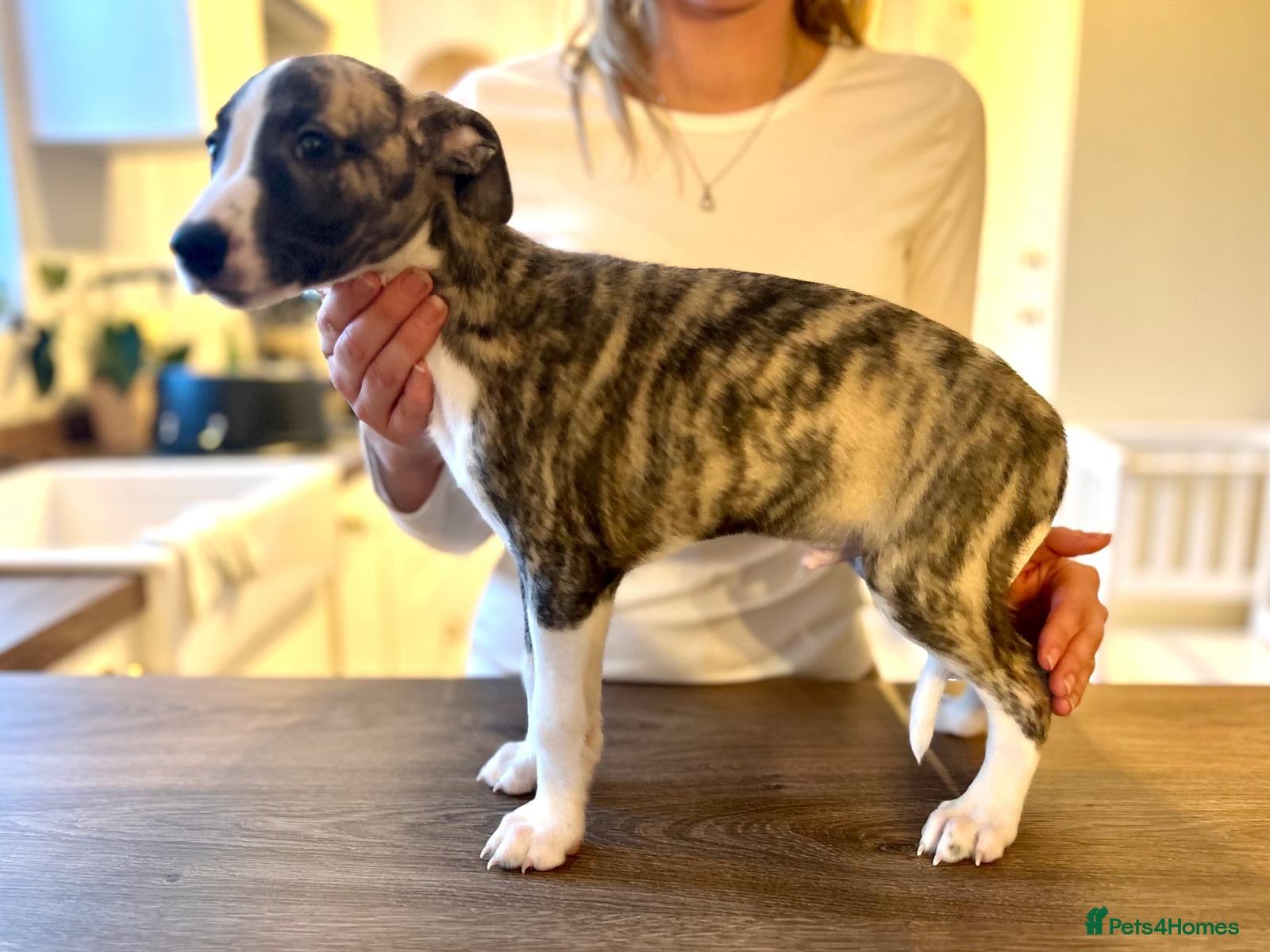 Whippet dogs KC registered brindle Whippets  - Advert 1