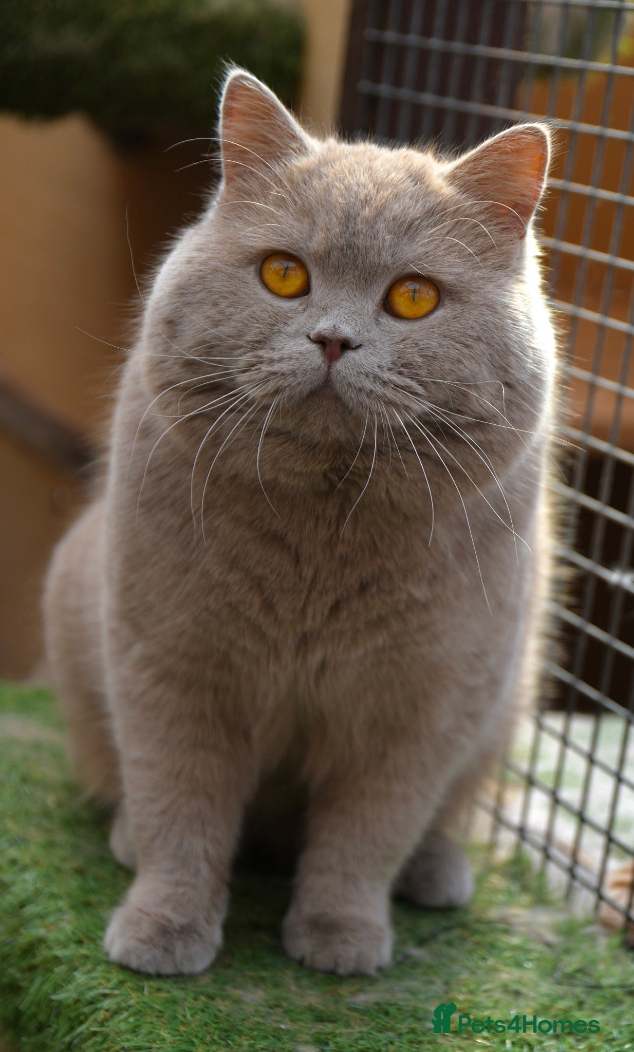 British Shorthair cats Beautiful British Shorthair Kittens  - Advert 2