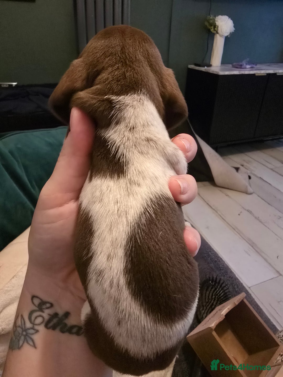Dachshund dogs for sale: Dachshund puppies  - Image 2