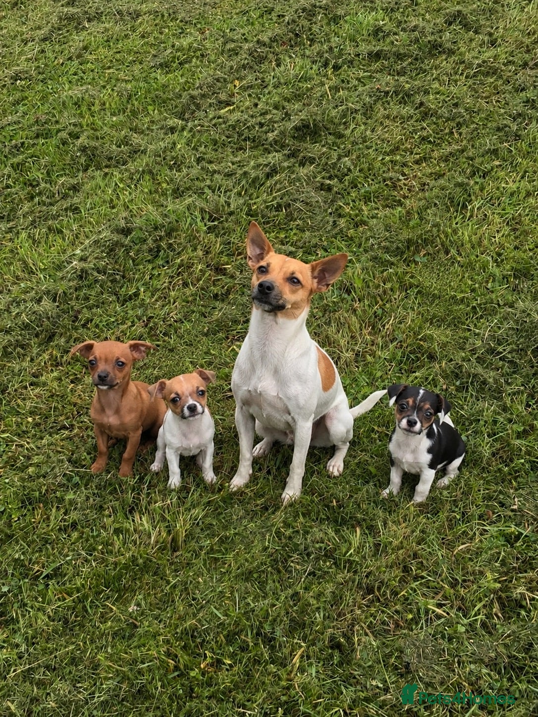 Jack Russell dogs Jack russell - Advert 1