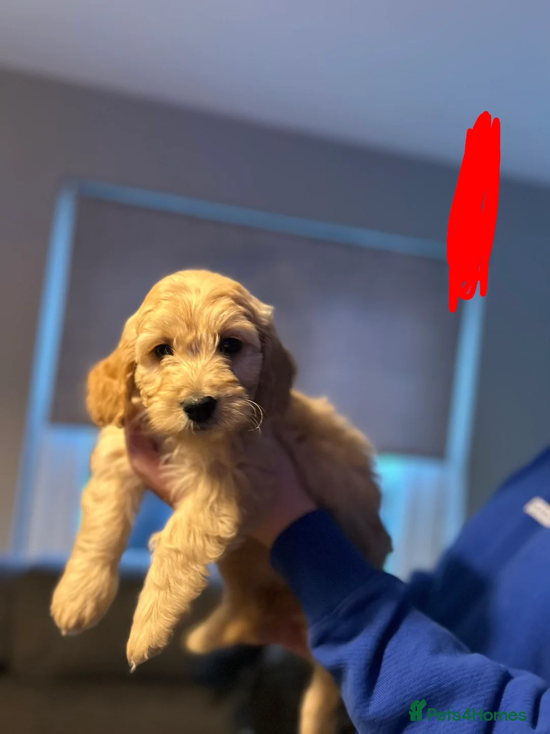 Goldendoodle dogs for sale: 2 girls left. F1 mini Goldendoodles - Advert 31