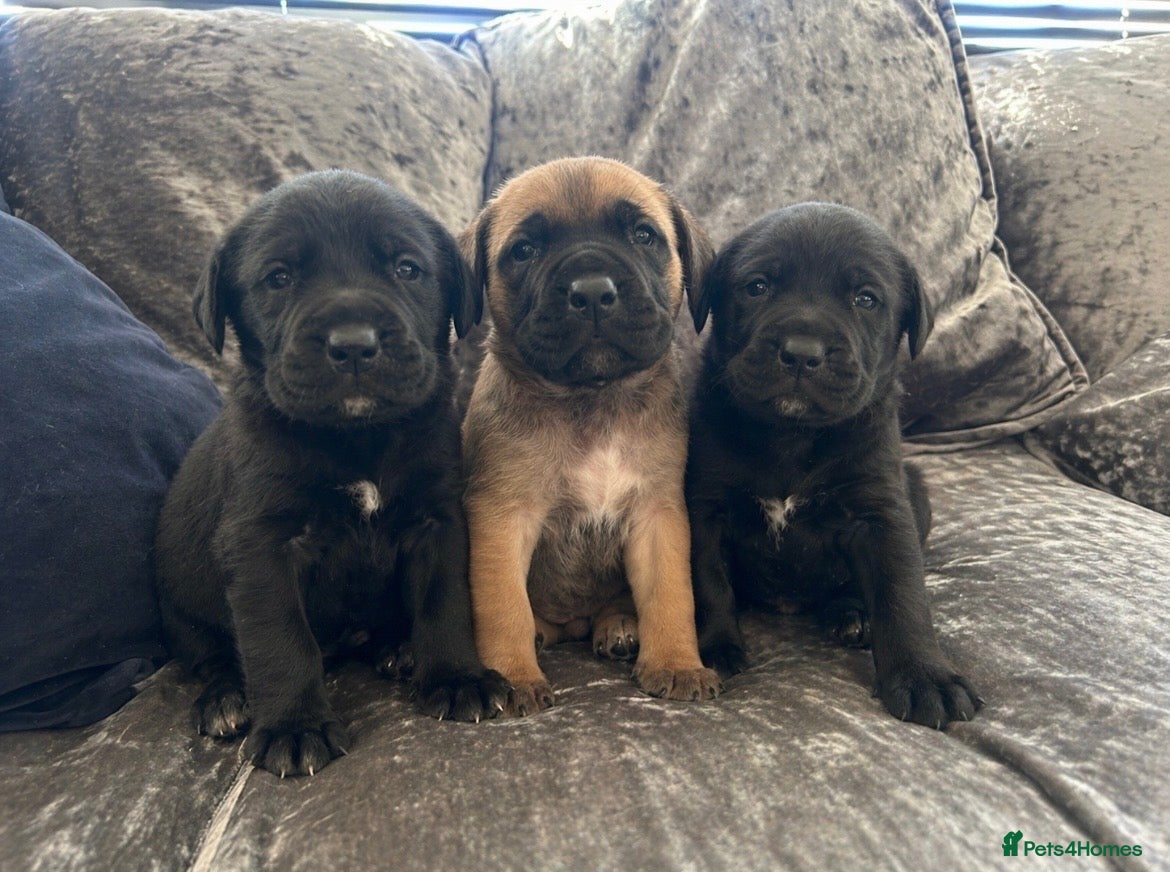 Mixed Breed dogs Old English mastiff x puppies 3 available  - Advert 16