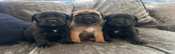 Mixed Breed dogs for sale: Old English mastiff x puppies - Advert 4
