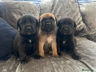 Mixed Breed dogs Old English mastiff x puppies 3 available - Advert 1