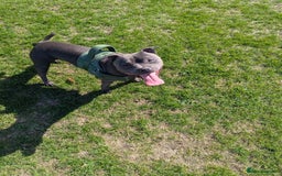 Staffordshire Bull Terrier dogs for sale: Blue staff for sale  - Image 19