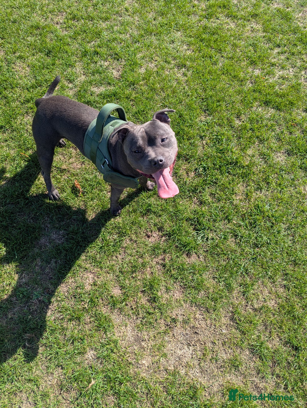 Staffordshire Bull Terrier dogs for sale: Blue staff for sale  - Image 19