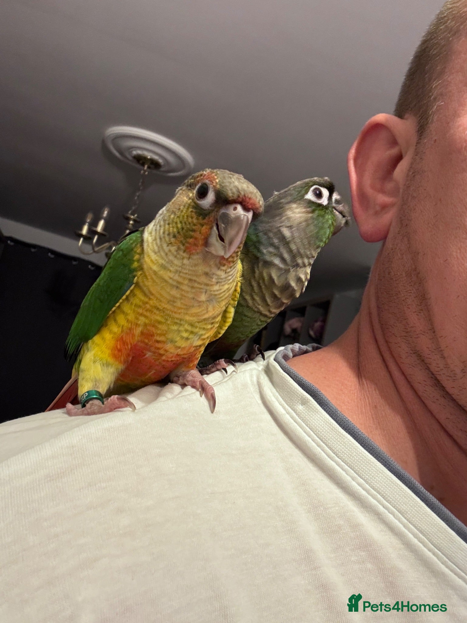 Conures birds Tamed baby conures - Advert 1
