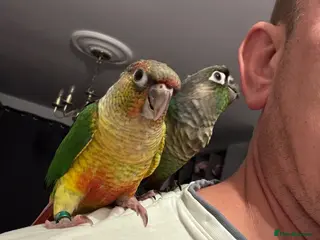 Conures birds 2 tamed, hand reared baby conures - Advert 1