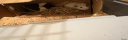 Guinea Pig rodents for sale: Two female guinea pigs  in Barnet - Advert 11