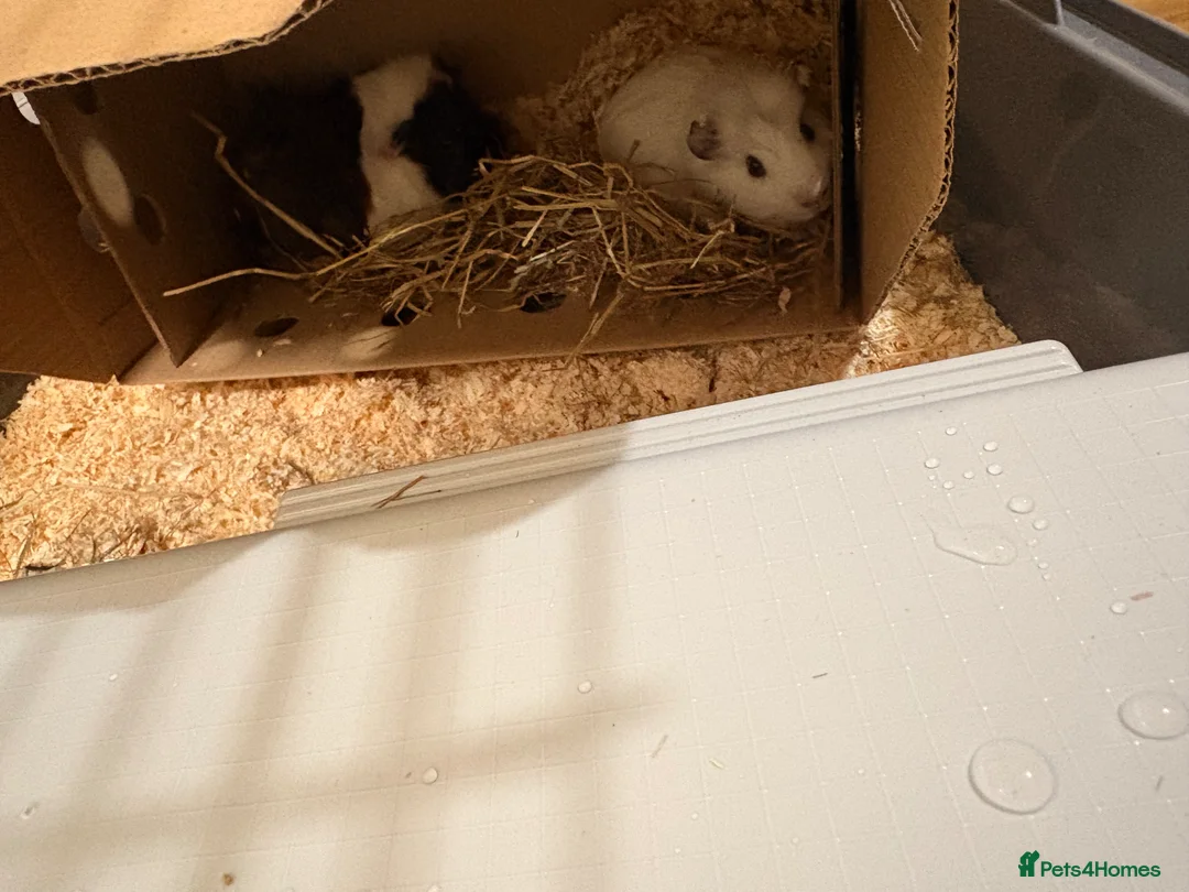 Guinea Pig rodents for sale: Two female guinea pigs  in Barnet - Advert 11