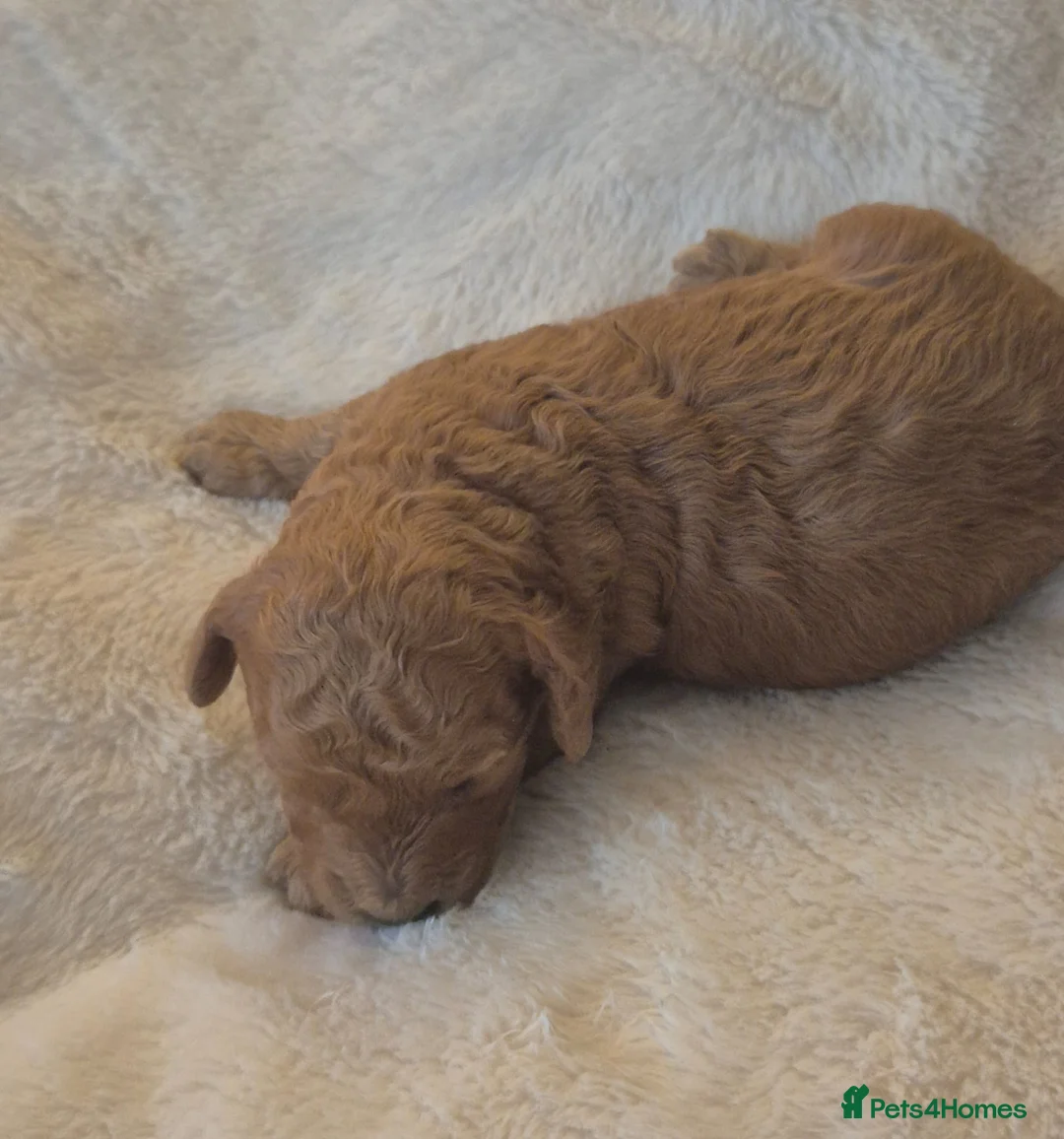 Cavapoo dogs for sale: EXTENSIVELY HEALTH TESTED CAVERPOO PUPS - Advert 1